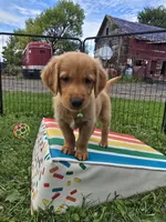 Mr. Green, a male Golden Retriever for sale in Wausau, WI – 7 of 9