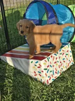 Mr. Green, a male Golden Retriever for sale in Wausau, WI – 5 of 9