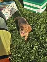 Mr. Red, a male Golden Retriever for sale in Wausau, WI – 7 of 8