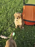 Ms. Yellow, a female Golden Retriever for sale in Wausau, WI – 6 of 9