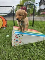 Mr.Blue, a female Golden Retriever for sale in Wausau, WI – 5 of 6