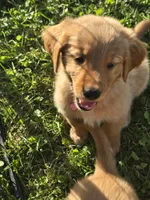 Ms. Pink, a female Golden Retriever for sale in Wausau, WI – 3 of 10