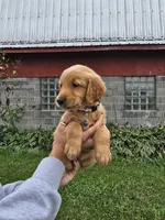 Ms. Gray, a female Golden Retriever for sale in Wausau, WI – 8 of 9