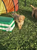 Mr. Orange, a male Golden Retriever for sale in Wausau, WI – 5 of 8
