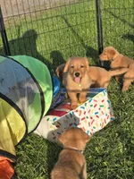 Mr. Green, a male Golden Retriever for sale in Wausau, WI – 6 of 9