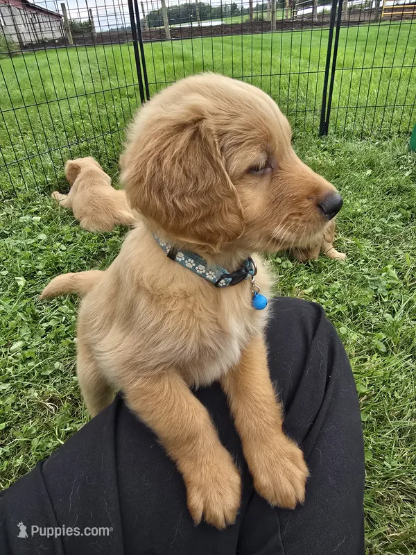 Mr.Blue – Golden Retriever puppy for sale in Wausau, WI