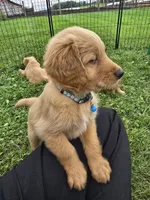 Mr.Blue, a female Golden Retriever for sale in Wausau, WI – 1 of 6