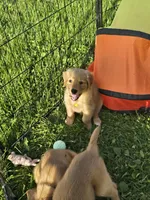 Ms. Yellow, a female Golden Retriever for sale in Wausau, WI – 2 of 9