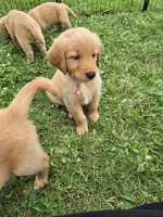 Ms. Pink, a female Golden Retriever for sale in Wausau, WI – 10 of 10