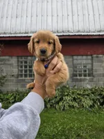 Ms. Purple, a female Golden Retriever for sale in Wausau, WI – 4 of 4