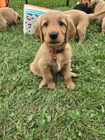 Mr. Red, a male Golden Retriever for sale in Wausau, WI – 8 of 8