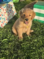 Ms. Yellow, a female Golden Retriever for sale in Wausau, WI – 1 of 9