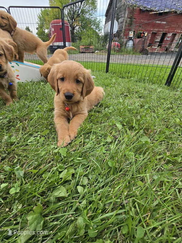 Mr. Red – Golden Retriever puppy for sale in Wausau, WI