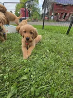 Mr. Red, a male Golden Retriever for sale in Wausau, WI – 1 of 8