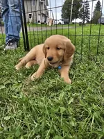 Mr.Blue, a female Golden Retriever for sale in Wausau, WI – 4 of 6