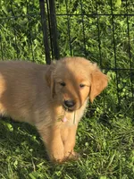 Ms. Pink, a female Golden Retriever for sale in Wausau, WI – 2 of 10