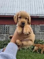 Mr. Orange, a male Golden Retriever for sale in Wausau, WI – 3 of 8