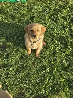 Ms. Gray, a female Golden Retriever for sale in Wausau, WI – 6 of 9