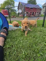 Mr.Blue, a female Golden Retriever for sale in Wausau, WI – 6 of 6