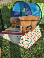 Mr. Green, a male Golden Retriever for sale in Wausau, WI – 3 of 9