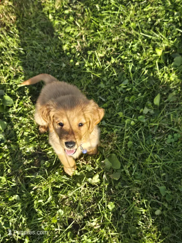 Ms. Purple – Golden Retriever puppy for sale in Wausau, WI