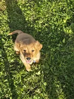 Ms. Purple, a female Golden Retriever for sale in Wausau, WI – 1 of 4