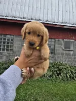 Ms. Yellow, a female Golden Retriever for sale in Wausau, WI – 9 of 9