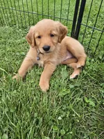 Ms. Gray, a female Golden Retriever for sale in Wausau, WI – 9 of 9