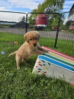 Ms. Yellow, a female Golden Retriever for sale in Wausau, WI – 3 of 9