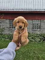 Ms. Gray, a female Golden Retriever for sale in Wausau, WI – 3 of 9