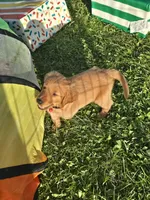 Mr. Red, a male Golden Retriever for sale in Wausau, WI – 4 of 8