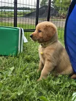 Ms. Yellow, a female Golden Retriever for sale in Wausau, WI – 8 of 9