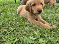 Mr. Black, a male Golden Retriever for sale in Wausau, WI – 2 of 7