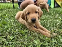 Mr. Black, a male Golden Retriever for sale in Wausau, WI – 5 of 7