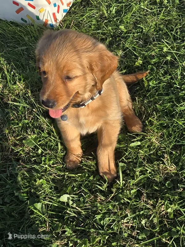 Ms. Gray – Golden Retriever puppy for sale in Wausau, WI