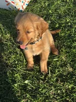 Ms. Gray, a female Golden Retriever for sale in Wausau, WI – 1 of 9
