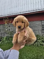 Ms. Pink, a female Golden Retriever for sale in Wausau, WI – 8 of 10