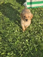 Mr. Orange, a male Golden Retriever for sale in Wausau, WI – 6 of 8