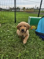 Mr. Black, a male Golden Retriever for sale in Wausau, WI – 6 of 7