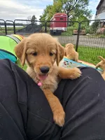 Ms. Pink, a female Golden Retriever for sale in Wausau, WI – 4 of 10