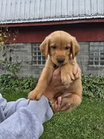 Mr. Black, a male Golden Retriever for sale in Wausau, WI – 4 of 7