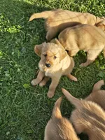 Mr. Orange, a male Golden Retriever for sale in Wausau, WI – 2 of 8