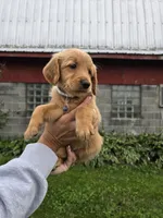 Ms. Gray, a female Golden Retriever for sale in Wausau, WI – 7 of 9