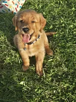 Ms. Gray, a female Golden Retriever for sale in Wausau, WI – 5 of 9