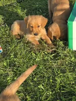 Mr. Green, a male Golden Retriever for sale in Wausau, WI – 9 of 9