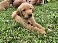 Mr. Black, a male Golden Retriever for sale in Wausau, WI – 3 of 7