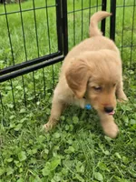 Mr.Blue, a female Golden Retriever for sale in Wausau, WI – 2 of 6