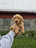 Mr. Green, a male Golden Retriever for sale in Wausau, WI – 2 of 9
