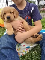 Mr. Orange, a male Golden Retriever for sale in Wausau, WI – 4 of 8