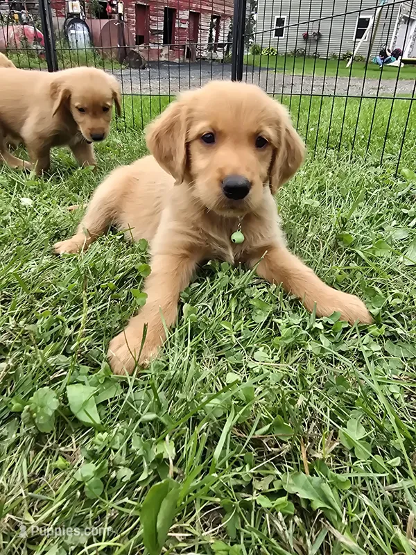 Mr. Green – Golden Retriever puppy for sale in Wausau, WI